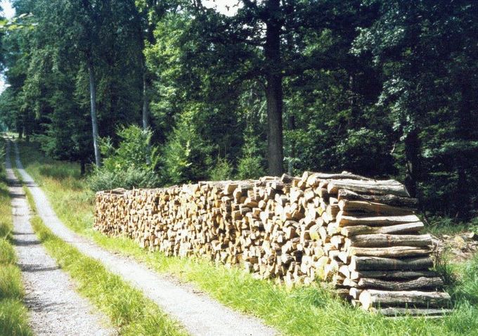 Das Bild zeigt an einem Forstweg gestapeltes Brennholz