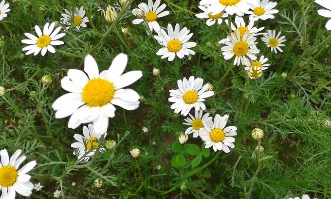 Das Bild zeigt Kamillen auf einer Wildblumenwiese