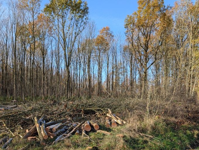 Ein Blick auf einen Waldrand und strahlend blauen Himmel.