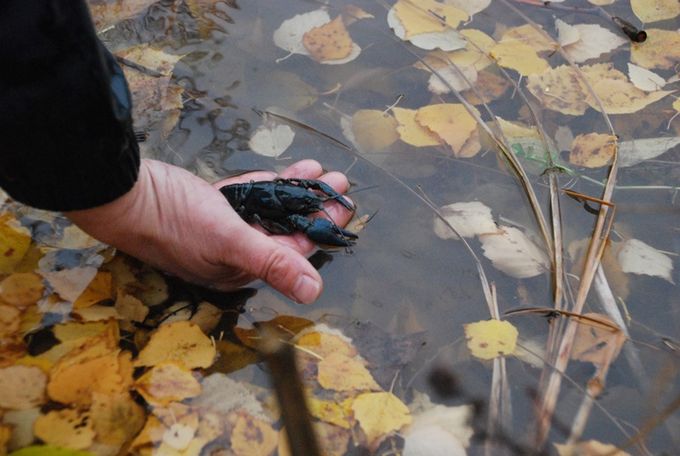 Das Bild zeigt wie ein Edelkrebs zu Wasser gelassen wird.