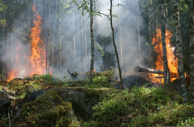 Ein Wald, der jeweils im linken und im rechten Drittel des Bildes brennt.