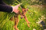 Zwei menschliche Hände in Gummihandschuhen haben ein Rehkitz hoch. Zwischen Händen und Rehkitz ist sehr viel Gras.