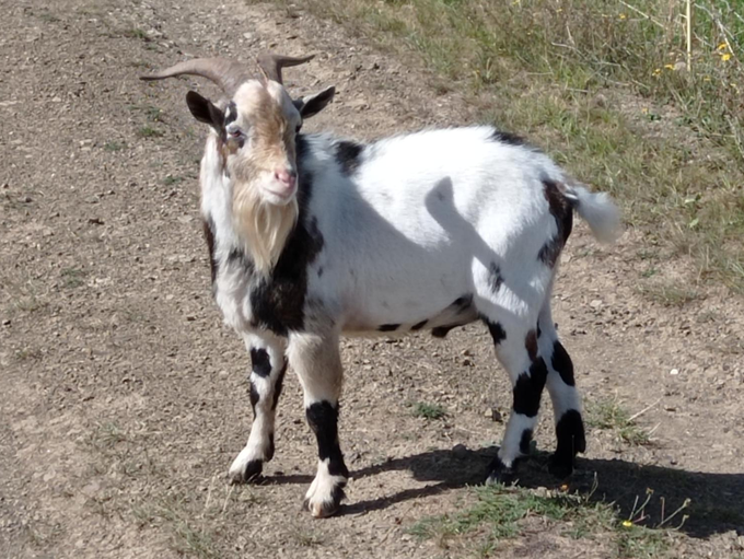 Das Foto zeigt den Zwergziegenbock.
