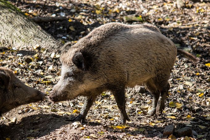 Ein Wildschwein schnüffelt am Rüssel eines anderen Wildschweins, dessen Kopf vom linken Bildrand ins Foto ragt.