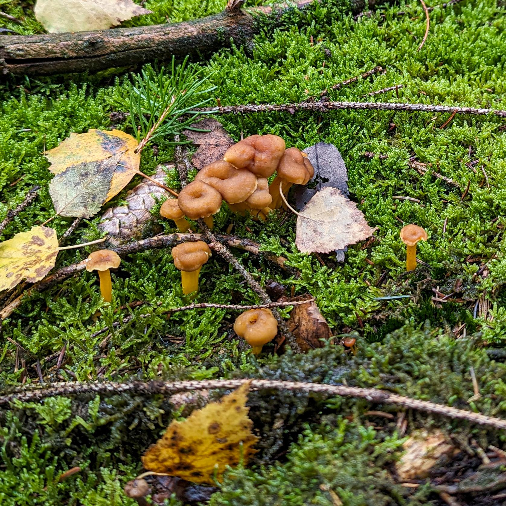 Pilzwanderung für Einsteiger Pilzwanderung für Einsteiger